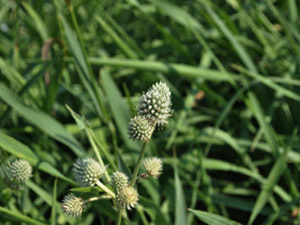 Vivers Càrex - Eryngium yuccifolium